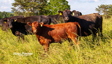 3Pasture_ph