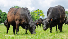 3Pasture_ph