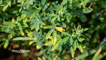 3PotatoLeafhopper_ph