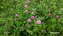 3RedClover_ph