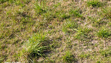 3Ryegrass_ph