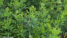 3Sericea_ph