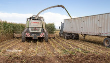 3Silage_ph