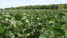 3Soybean_ph