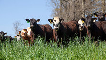 3SpringForage_ph