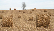 3Stalks_ph
