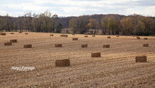 3Stalks_ph