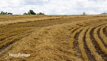 3Straw_ph