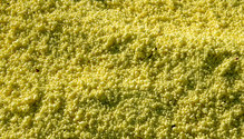 3Sulfur_ph