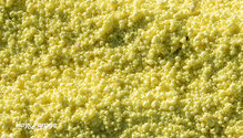 3Sulfur_ph