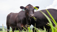 3SummerGrazing_ph