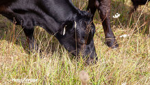 3SupplementalFeed_ph