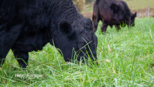 3TallFescue_ph
