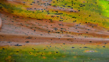 3TarSpot_ph