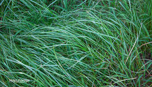 3Teff_ph