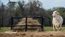 3Texas_ph