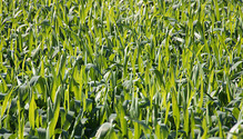 3Triticale_ph