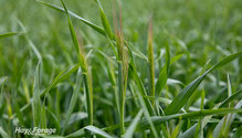 3Triticale_ph