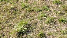 3Weeds_ph