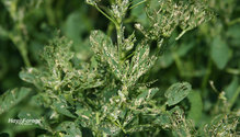 3Weevil_ph