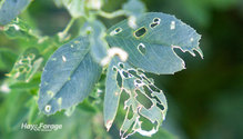 3Weevil_ph