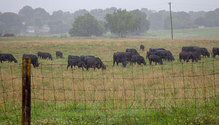 3WetPastures_ph