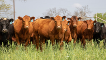 3WheatPasture_ph