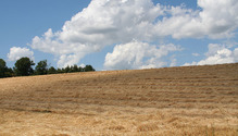 3Wheat_ph