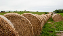 3WinterFeed_ph