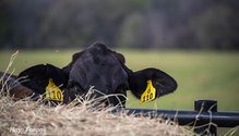3WinterFeeding_ph