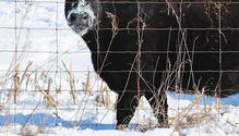 3_AnimalsWinter_ph