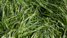 3_Ryegrass_ph