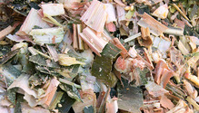 3cornsilage_ph