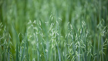3oats_ph