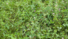 3pasture_ph