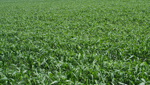 3sudangrass_ph