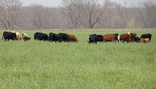 3wheat_ph
