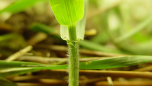 4Quackgrass_ph