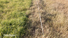 4strip_ph