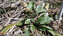 4weeds_ph
