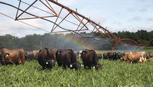6-Hart_Dairy_AF-76