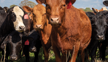 6-South-Poll-Farms_Mississippi_TG-10-web3