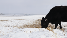 8-Swath-Graze-web