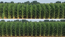 AGCO_NA_CT_No3_Corn_Row_Comparison_low_res