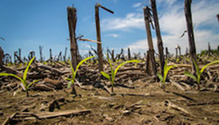 AGCO_white_planters