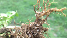 AgriSeed-nodules