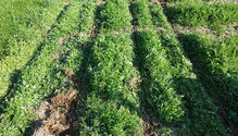 AgriSeeds-cover-crops
