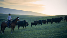 Bayer_cattle-rancher