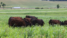Beef-grazing-summer-annuals