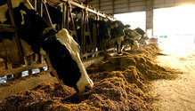 Brevant_feeding